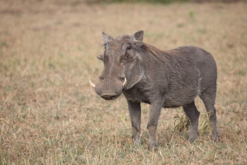Warzenschwein / Warthog / Phacochoerus africanus