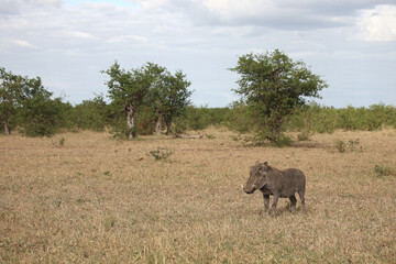 Fototapeta premium Warzenschwein / Warthog / Phacochoerus africanus