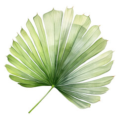 Fan Palm Leaf, Tropical Leaf Illustration. Watercolor Style. AI Generated