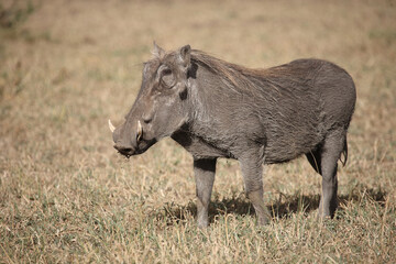 Warzenschwein / Warthog / Phacochoerus africanus