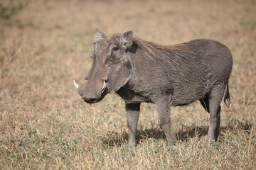 Warzenschwein / Warthog / Phacochoerus africanus