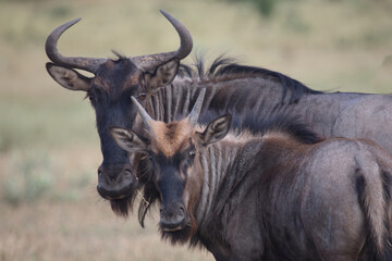 Streifengnu / Blue wildebeest / Connochaetes taurinus......Streifengnu / Blue wildebeest /...