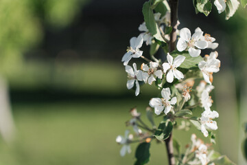apple tree blossom