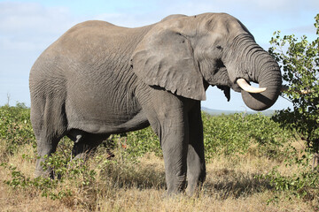 Obraz premium Afrikanischer Elefant / African elephant / Loxodonta africana