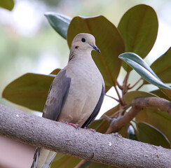 Mourning Dove