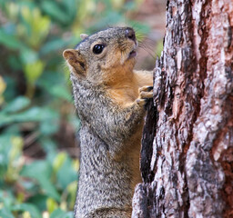Squirrel up close