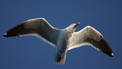 Flying Seagull