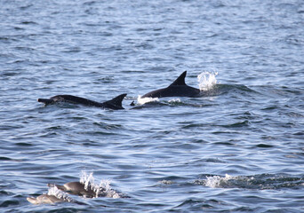 Fototapeta premium Dolphins Swimming in Newport Coast