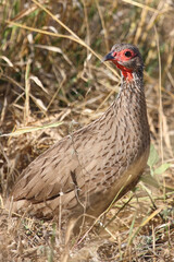 Swainsonfrankolin / Swainson's francolin or Swainson's spurfowl / Francolinus swainsonii.