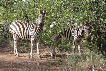 Steppenzebra / Burchell's zebra / Equus quagga burchellii