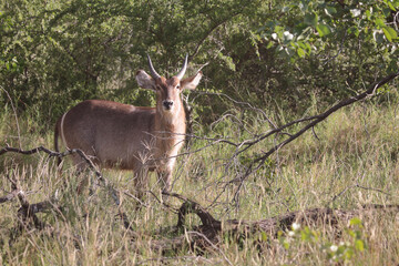 Wasserbock / Waterbuck / Kobus ellipsiprymnus..