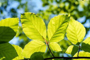 A closeup view of a green leaf on a tree branch in sunlight