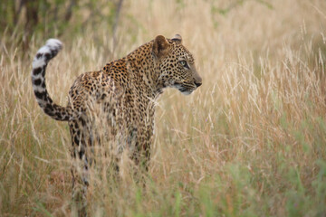Leopard / Leopard / Panthera pardus.