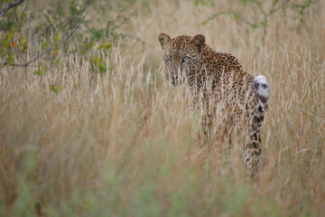 Leopard / Leopard / Panthera pardus.