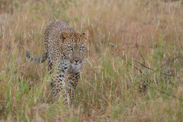 Leopard / Leopard / Panthera pardus.