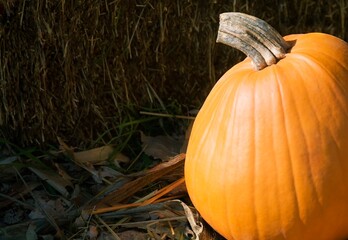 Pumpkin
