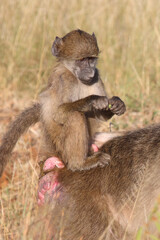 Bärenpavian / Chacma baboon / Papio ursinus