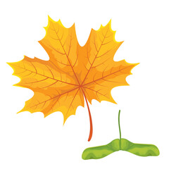 Botanic illustration maple leaf with maple seeds