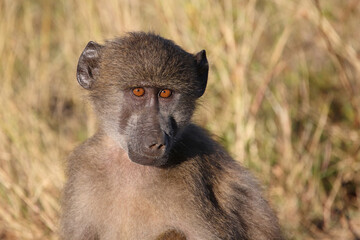 Bärenpavian / Chacma baboon / Papio ursinus