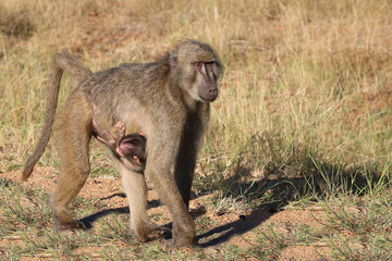 Bärenpavian / Chacma baboon / Papio ursinus