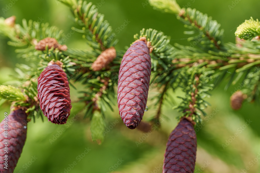 Wall mural a close up of a shortstraw pine cone on a tree branch
