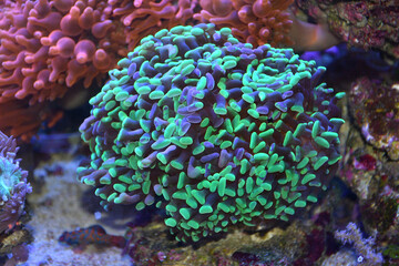 Coral reef aquarium full of colorful corals, anemones and marine life.