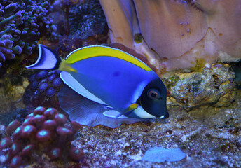 Acanthurus leucosternon powder blue tang swimming in marine aquarium full of colorful corals and marine life. selective focus. 