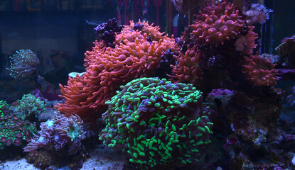 Coral reef aquarium full of colorful corals, anemones and marine life.