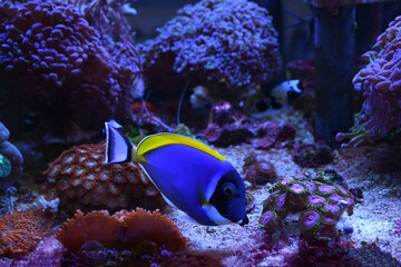 Acanthurus leucosternon powder blue tang swimming in marine aquarium full of colorful corals and marine life. selective focus. 
