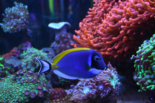 Acanthurus leucosternon powder blue tang swimming in marine aquarium full of colorful corals and marine life. selective focus. 