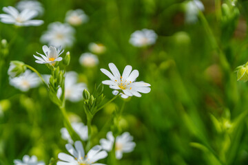 Macro photography of a white flower with a yellow center