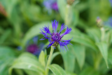 A purple flower with a bee on it in closeup view