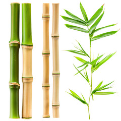 Bamboo collage images. Isolated On Transparent Background