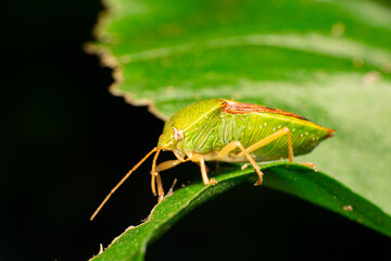 Monte bug, name in Brazil (Maria Fedida) in a garden on the leaves, selective focus