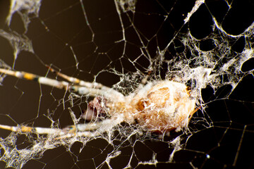 Spider in its intricate web waiting for its victim, selective focus