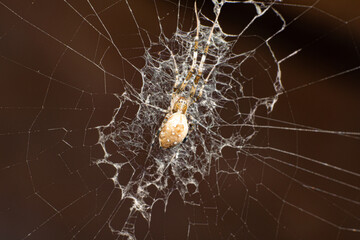 Spider in its intricate web waiting for its victim, selective focus