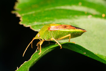 Monte bug, name in Brazil (Maria Fedida) in a garden on the leaves, selective focus