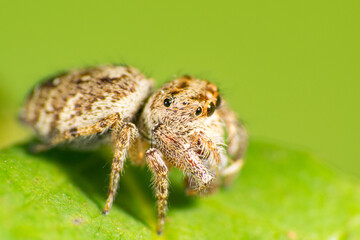 Jumping spider on a green leaf in a garden, selective focus.