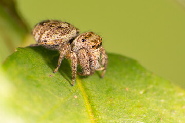 Jumping spider on a green leaf in a garden, selective focus.