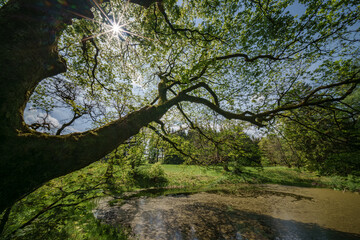 Sunlight filtering through tree branches in natural landscape
