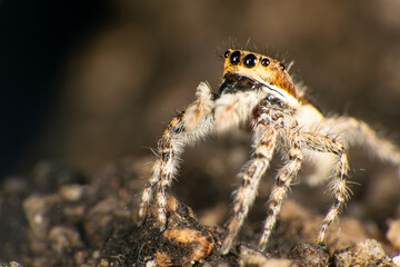 Jumping spider on an old concrete surface, selective focus.