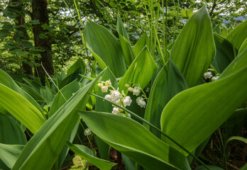 Terrestrial plant with white flowers and green leaves