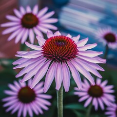 Obraz premium echinacea
