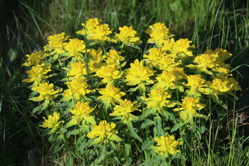 Sweden. Euphorbia epithymoides, the cushion spurge, is a species of flowering plant in the family Euphorbiaceae, native to Libya, Turkey and East, Middle, and Southeast Europe.   