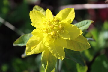 Sweden. Euphorbia epithymoides, the cushion spurge, is a species of flowering plant in the family...