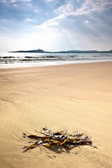 Seashore, Northumberland, England