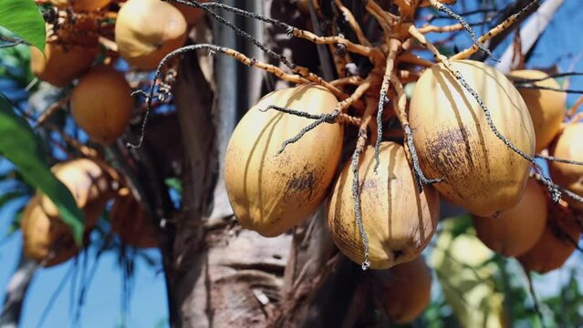 Yellow coconuts growing on a palm tree