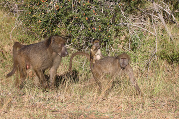 Bärenpavian / Chacma baboon / Papio ursinus