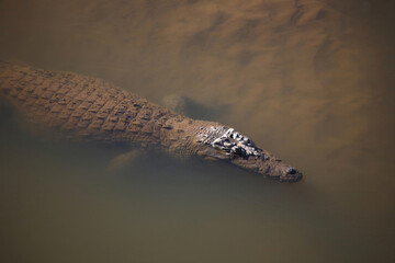 Nilkrokodil / Nile crocodile / Crocodylus niloticus