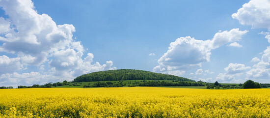 Lush green grass field with yellow field in background, under blue sky